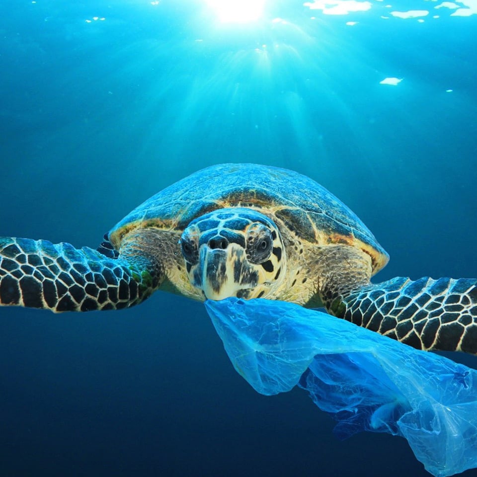 Image showing damage of plastic pollution on turtes in marine environment