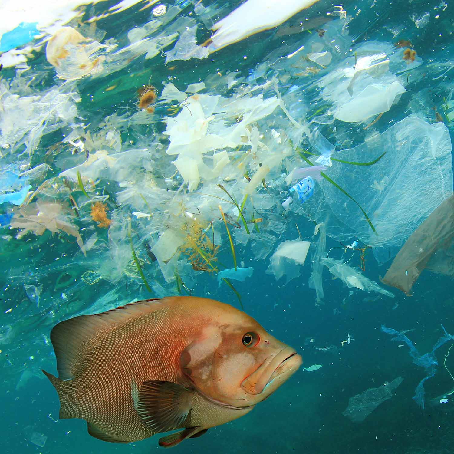 Fish swimming in litter